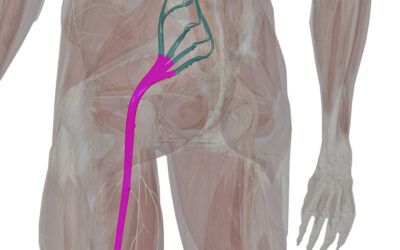 Sciatic Nerve Pathway