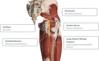 Sciatic Nerve